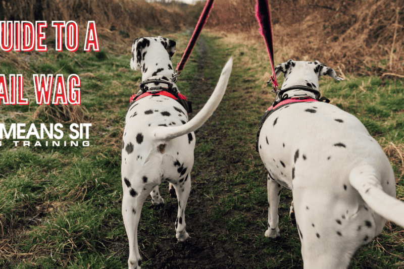 What Your Dog’s Tail Wagging Really Means