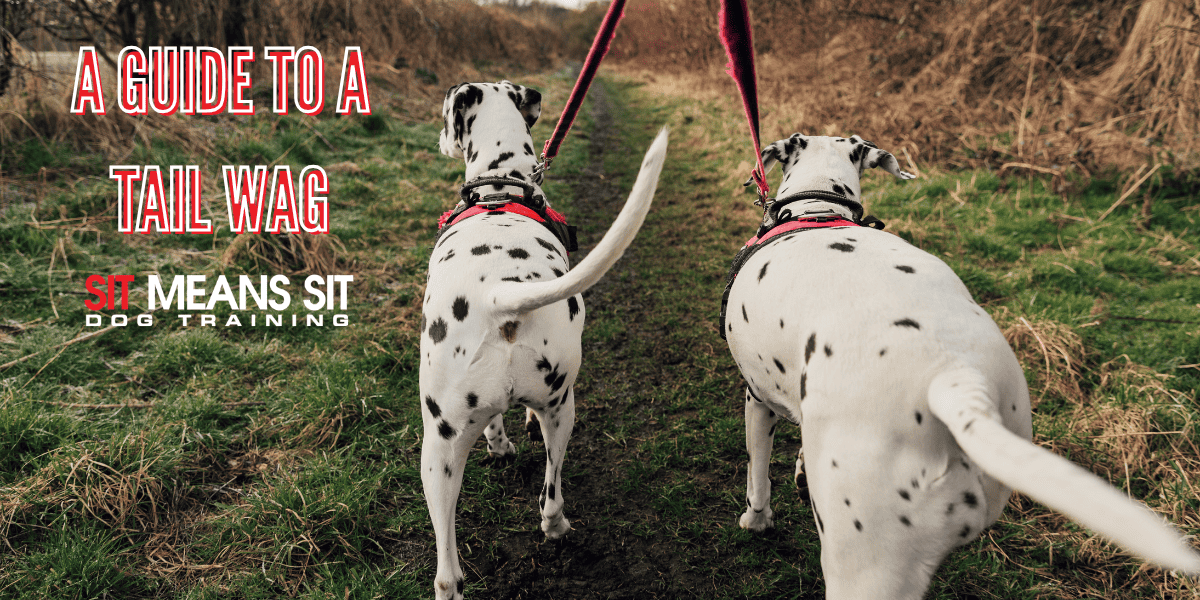 What Your Dog’s Tail Wagging Really Means