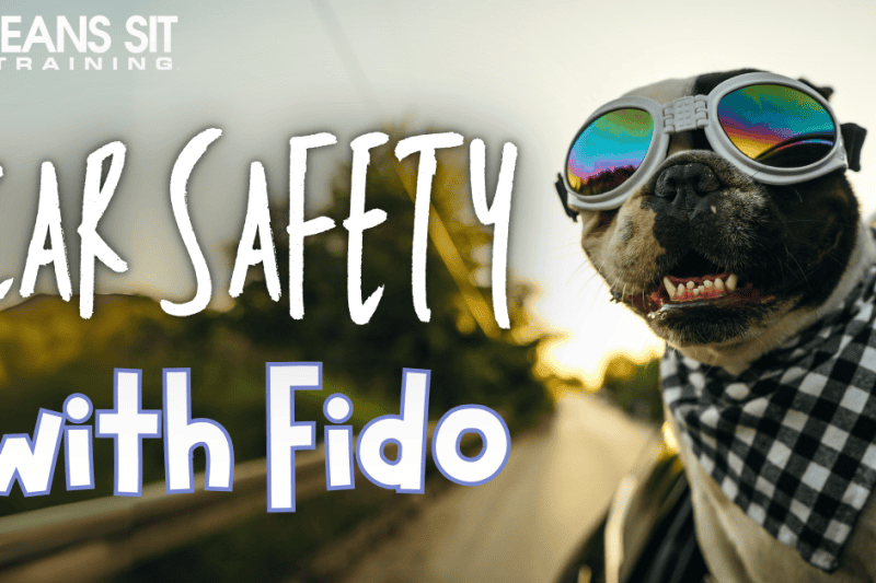 Car Safety Tips for Dogs