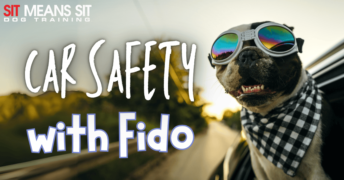 Car Safety Tips for Dogs