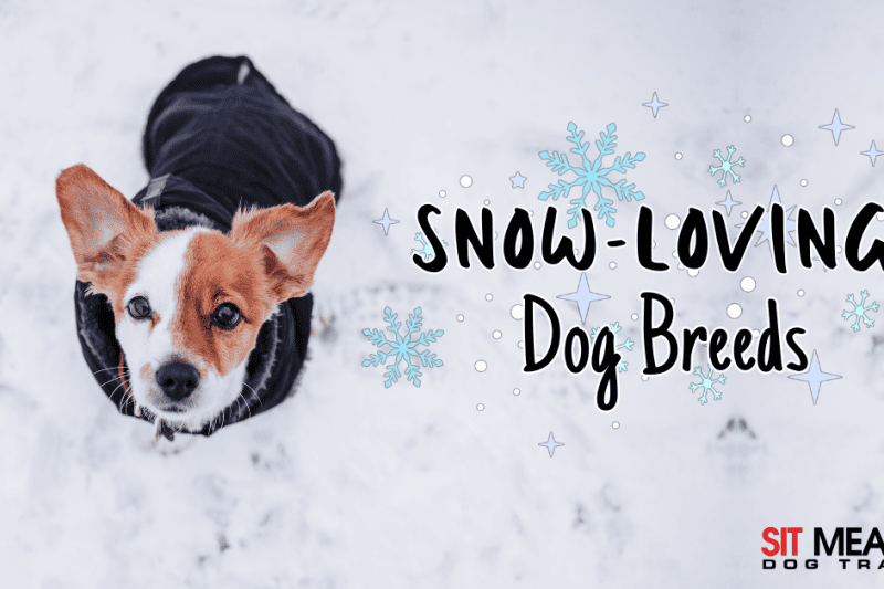 Cold Weather Companions: Dog Breeds That Love Snow