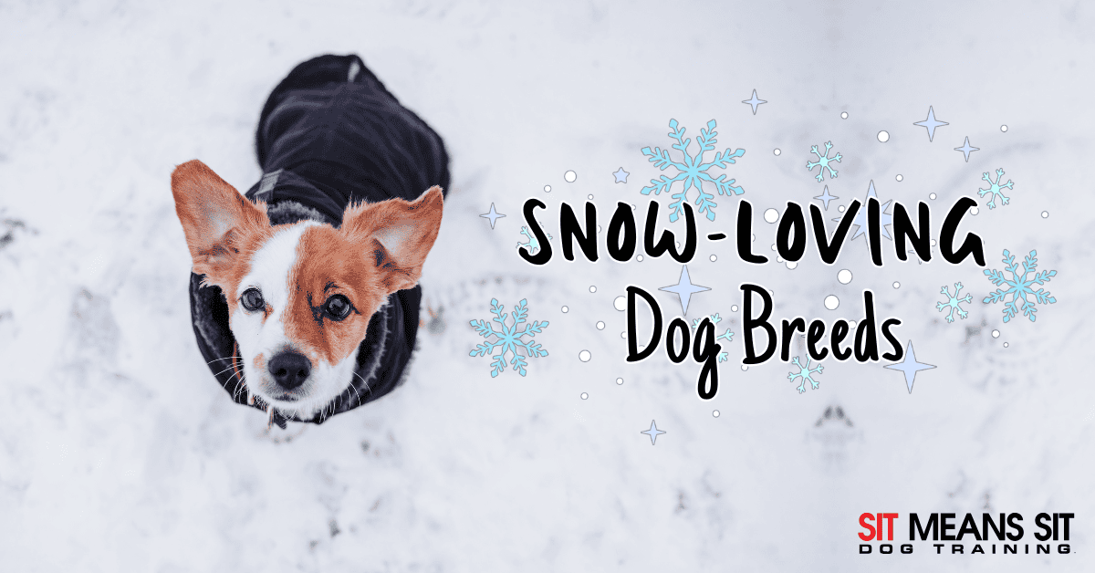 Cold Weather Companions: Dog Breeds That Love Snow