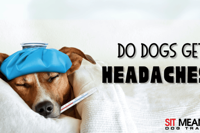 Does My Dog Have a Headache?