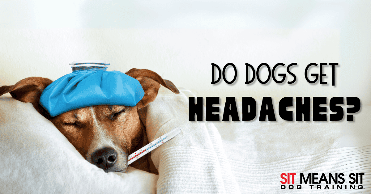 Does My Dog Have a Headache?