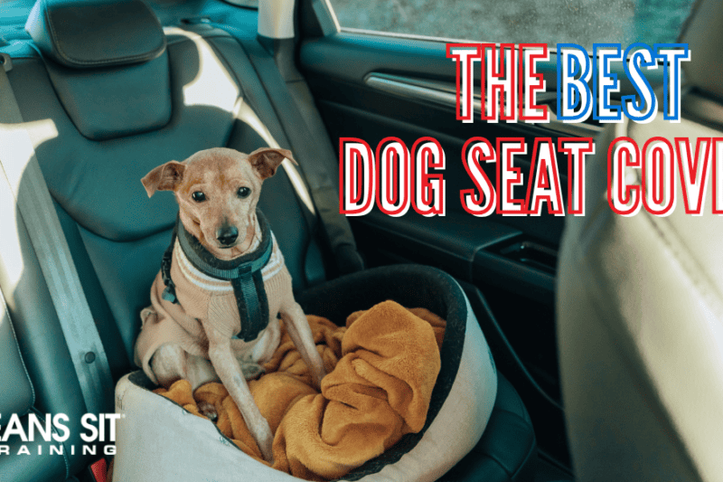 The Best Dog Seat Covers for Cars