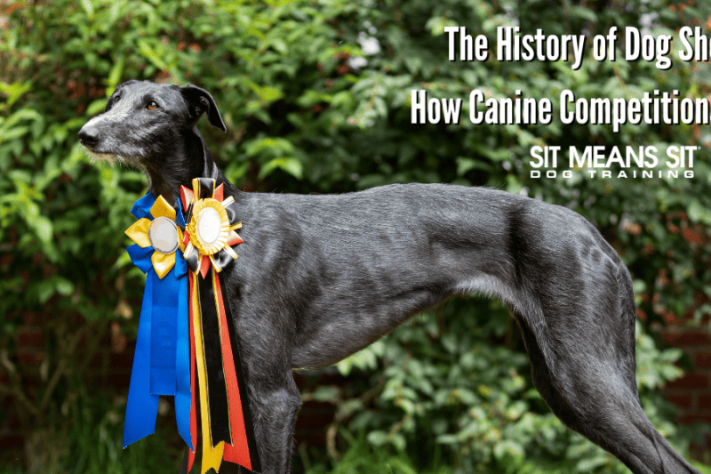 history-dog-shows-canine-competitions