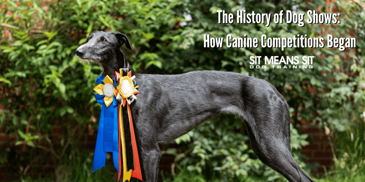 history-dog-shows-canine-competitions