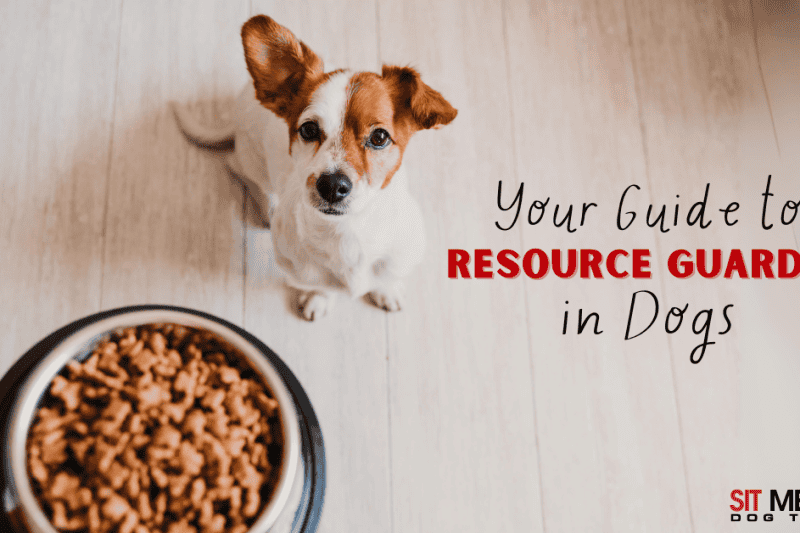 Resource Guarding in Dogs: A Full Guide