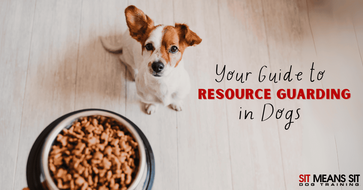 Resource Guarding in Dogs: A Full Guide