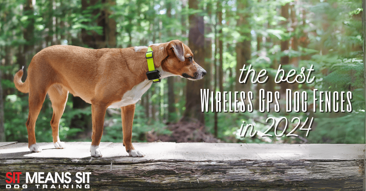 The Best Wireless GPS Dog Fences