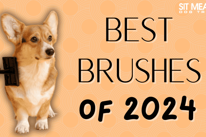 The Top Dog Brushes of 2024