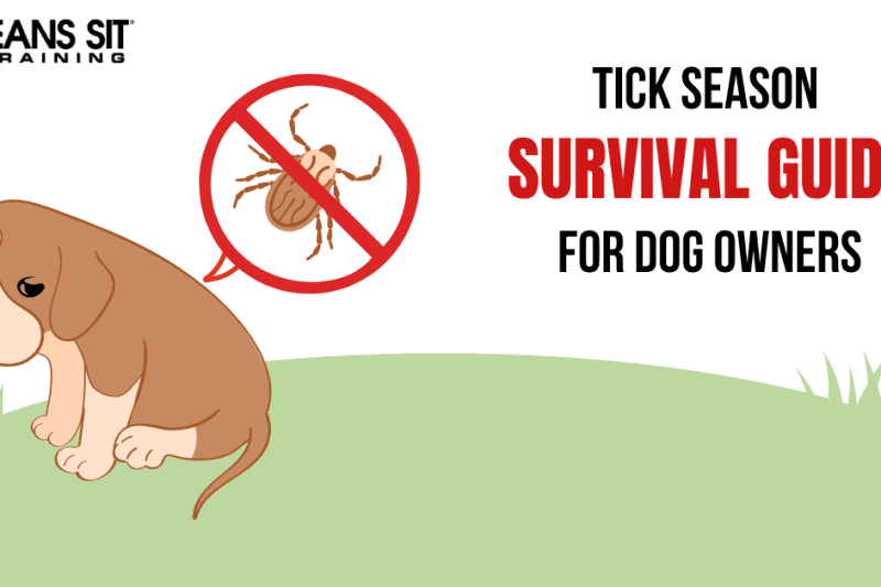 Tick Season Survival Guide for Dog Owners