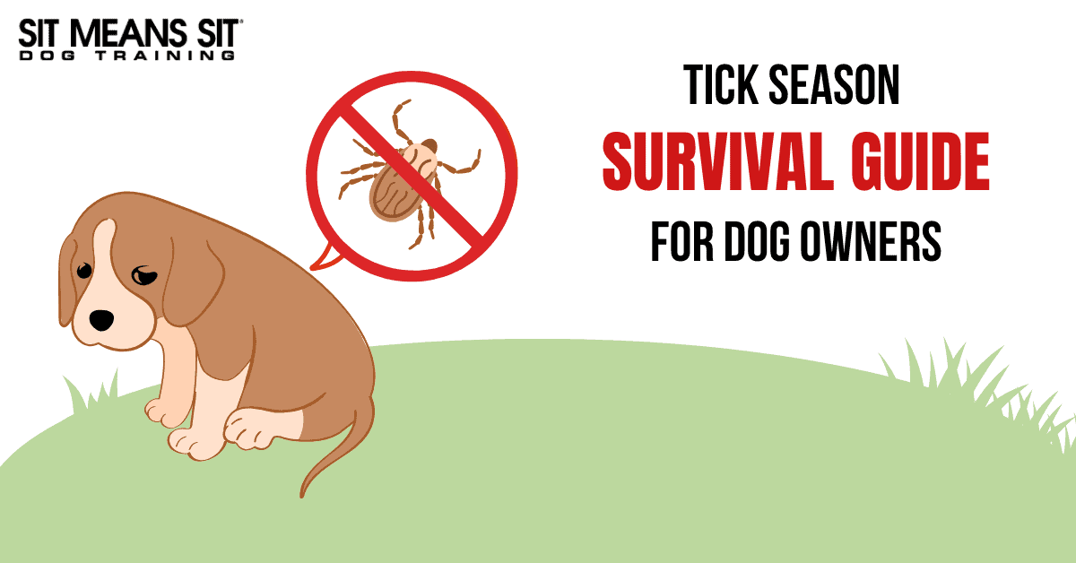 Tick Season Survival Guide for Dog Owners