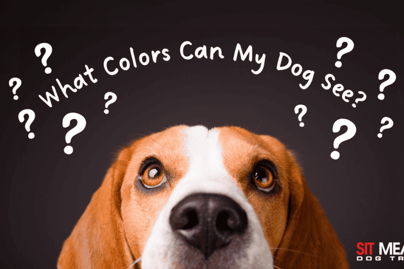 What Colors Can My Dog See?