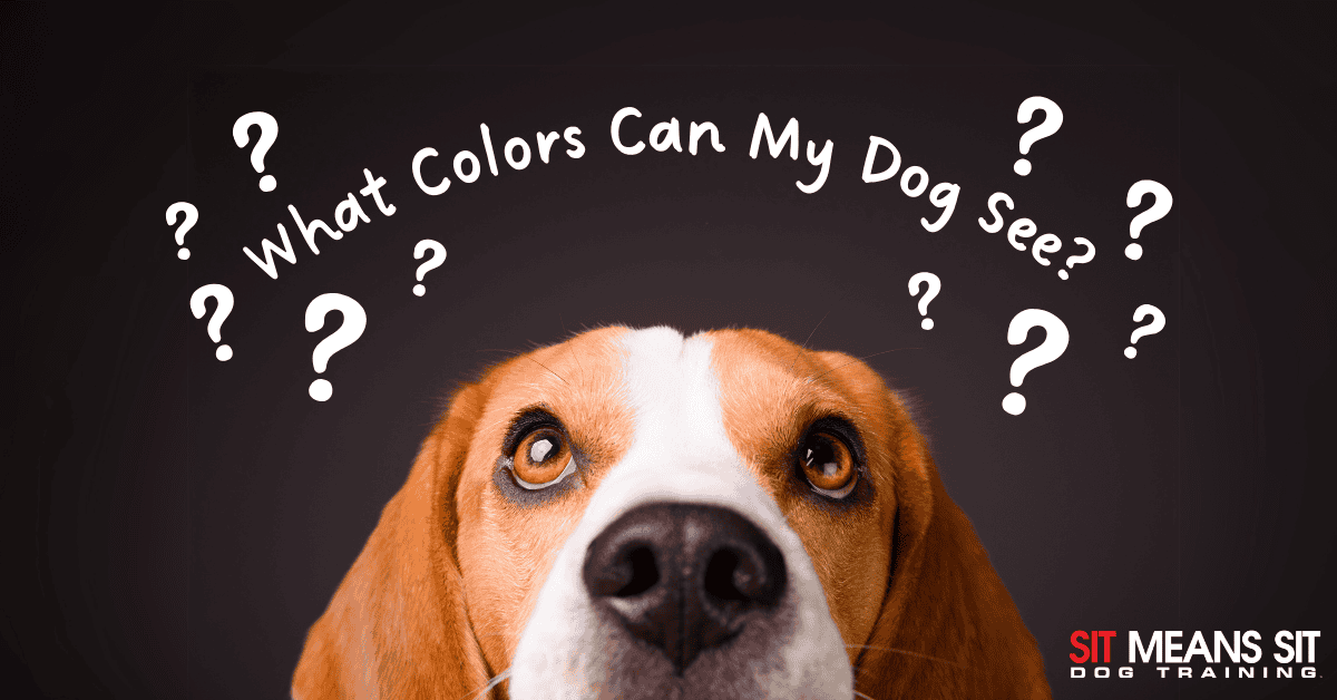 What Colors Can My Dog See?