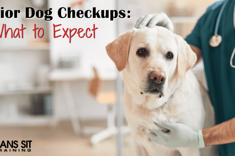 What to Expect at Senior Dog Checkups