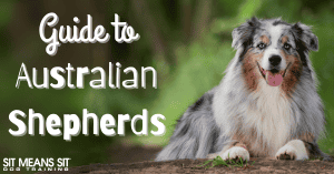 Your Complete Guide on Australian Shepherds - Sit Means Sit Dog Training