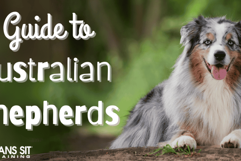 Your Complete Guide on Australian Shepherds